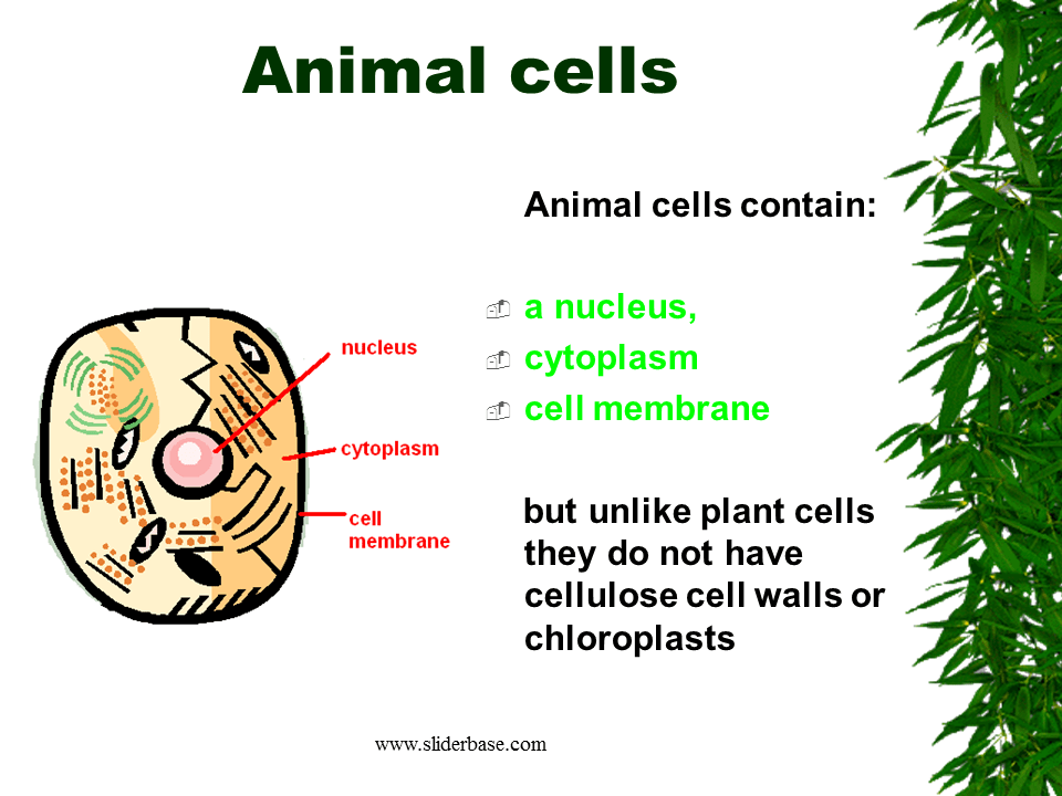 When viruses invade a body's cells and begin to multiply, they make the host sick. Food Production The Environment Presentation Ecology