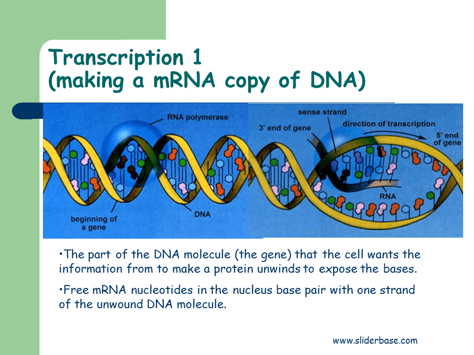 The same dna is located in nea. Protein synthesis - Presentation Cell biology