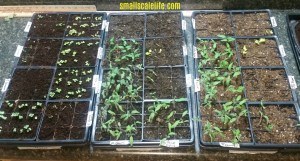 Square Foot Gardening, Garden, Urban Gardening, Seeds, Seedlings, Wicking Beds, Raised Beds, Trellis, Vertical Gardening, Rain Gutter Grow Systems, Soils, Compost, Grow What You Eat, Homestead, 4 Lessons Learned from Seed Starting
