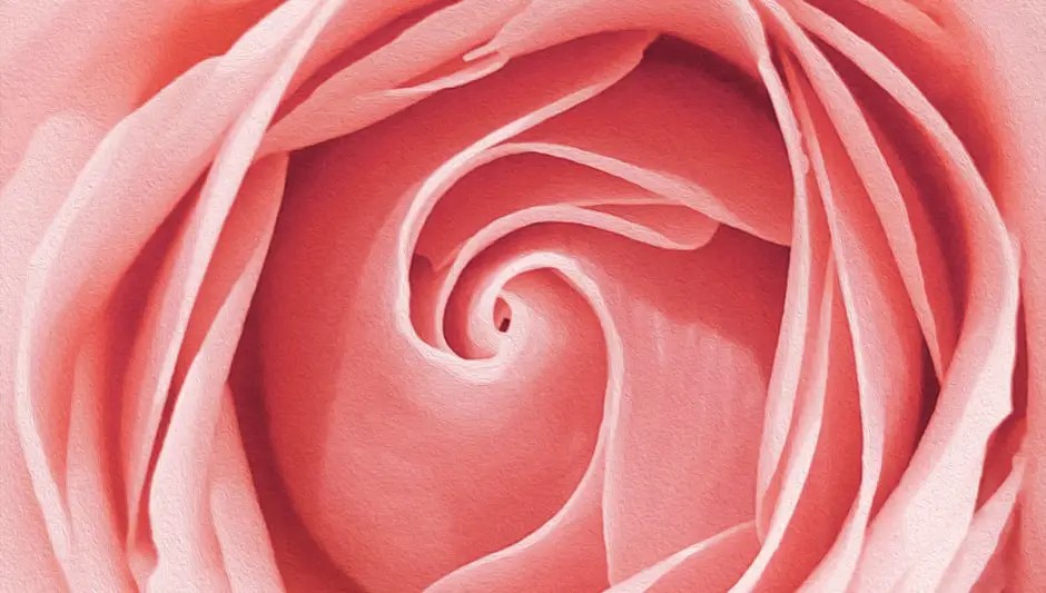When can i prune roses for the winter? complete explanation