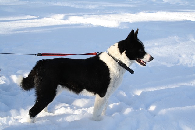 karelian bear dog similar breeds