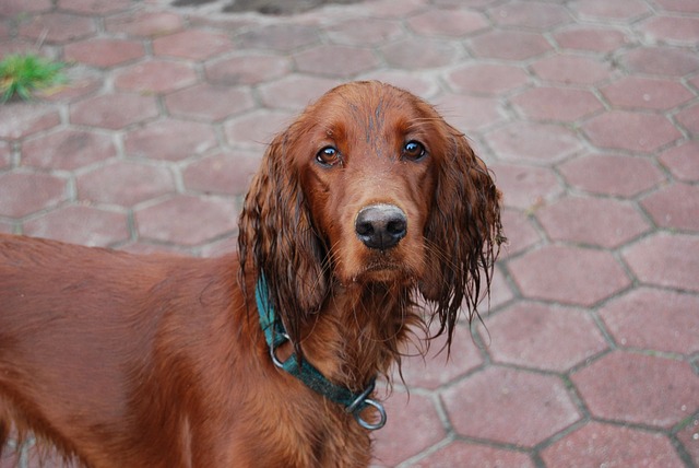 irish setter intelligence