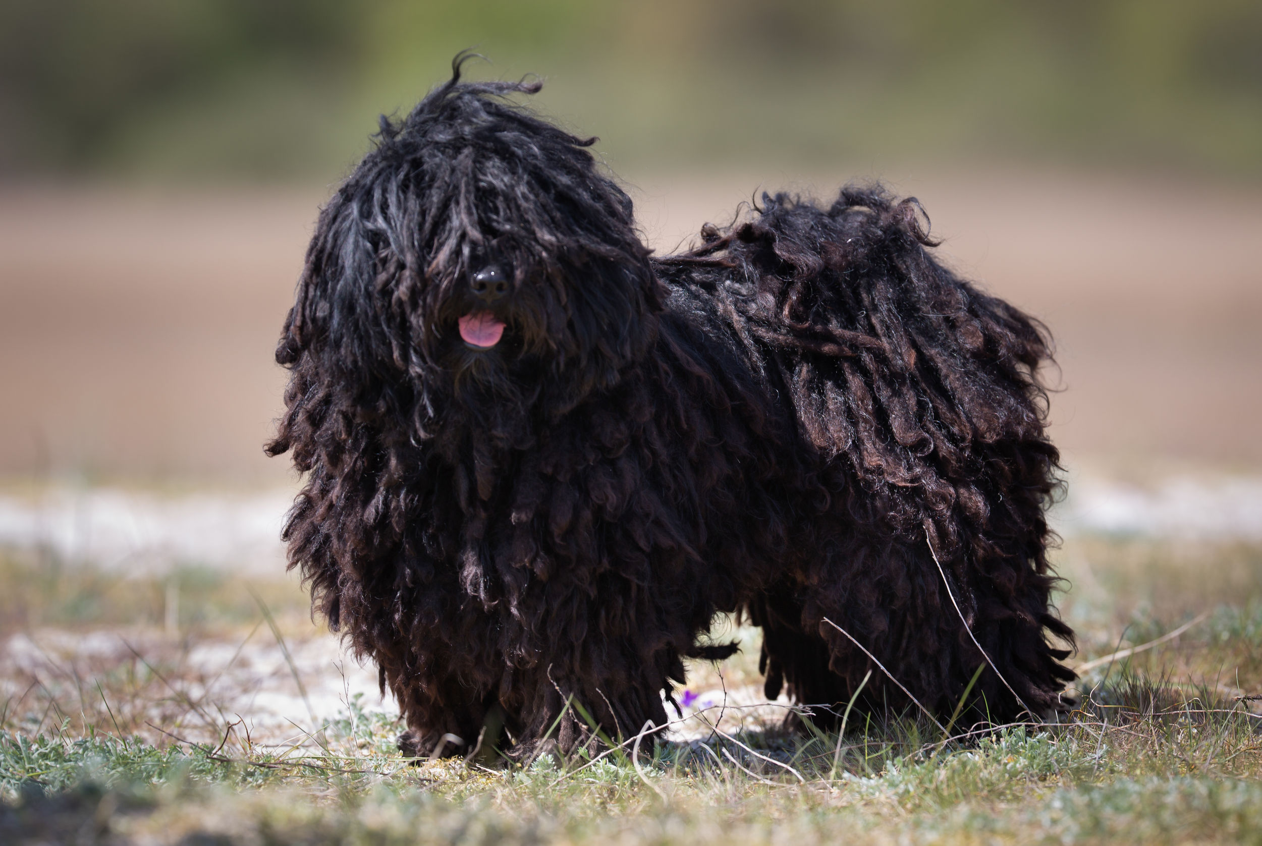 Puli Facts The Smart Dog Guide