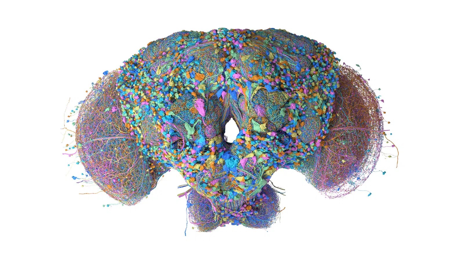 Male_Fruit_Fly_Hero.width-1600.format-webp