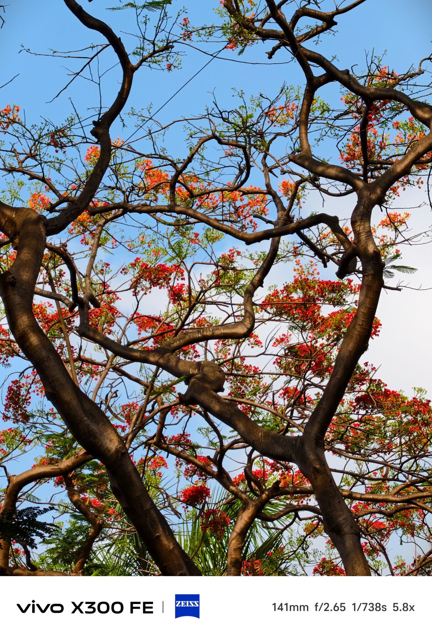 vivo X300 FE camera sample at 141mm focal length 