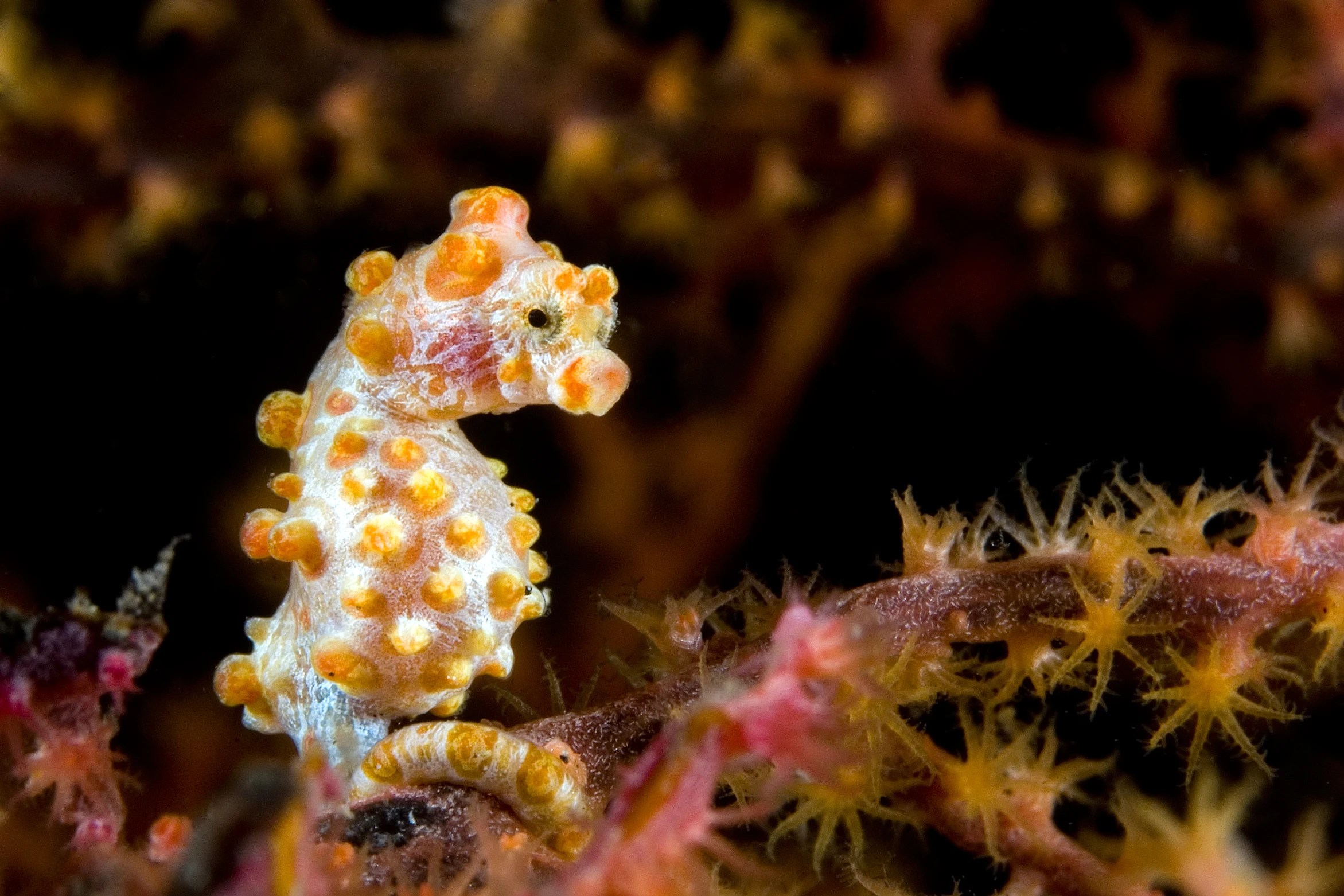 Coral reef seahorse vibrant seahorse colourful coral reef folk art