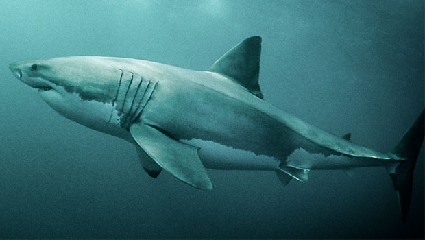 Pointer Chester Shark - Best Ocean Designs in Full HD