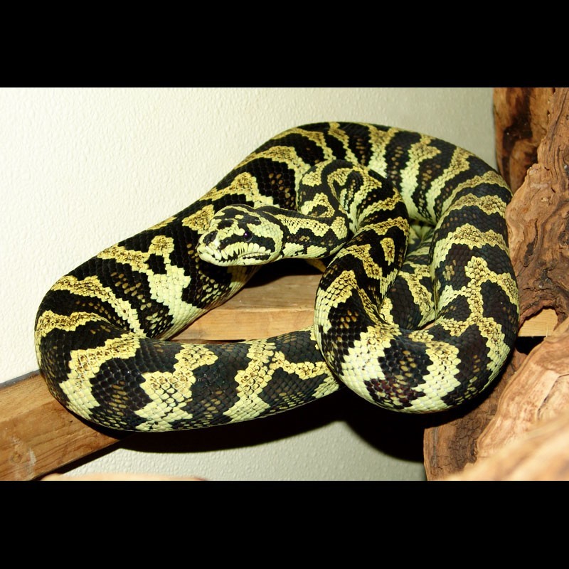 Chances are you've used a balance ball—or at least seen one at the gym—but maybe you weren't quite sure what to do with it. Jungle Carpet Pythons (Morelia spilota cheynei)
