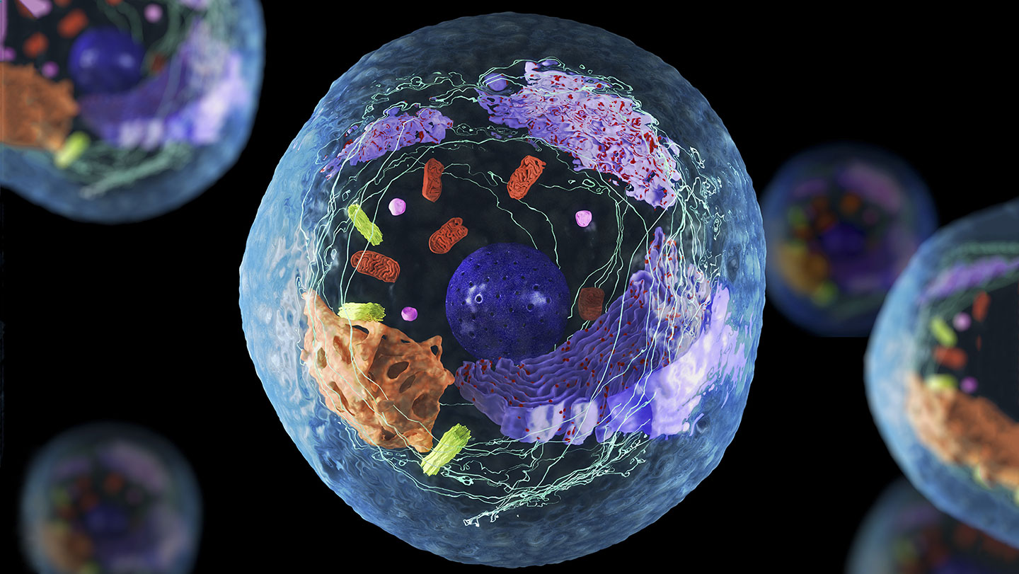 Cells