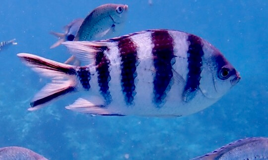 In addition, the dorsal fin has a unique and somewhat variable red marking and the . Reef Fish Online Identification Guide Snorkeling Report