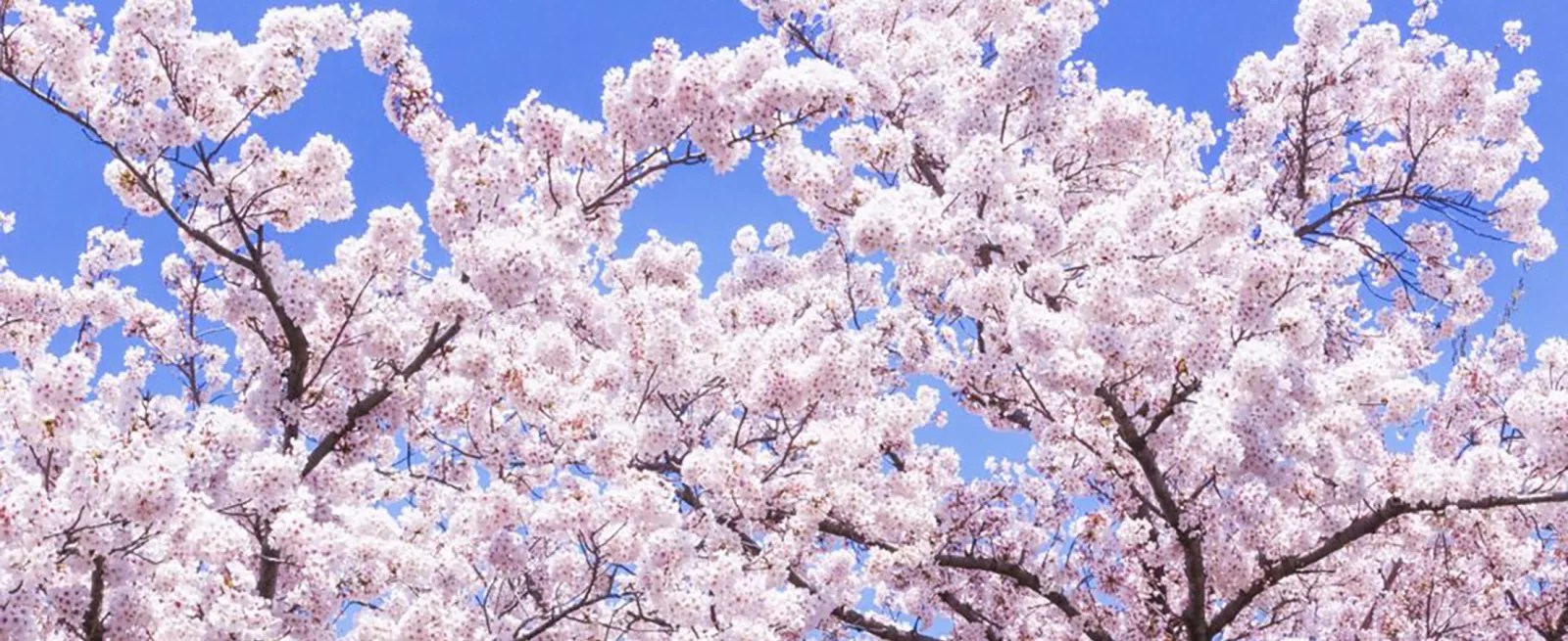 Download and print in pdf or midi free sheet music for springtime, cherry blossoms & you | 봄날, 벚꽃 그리고 너 by epitone project arranged . Japan S Cherry Blossom Forecast 2021 Snow Monkey Resorts