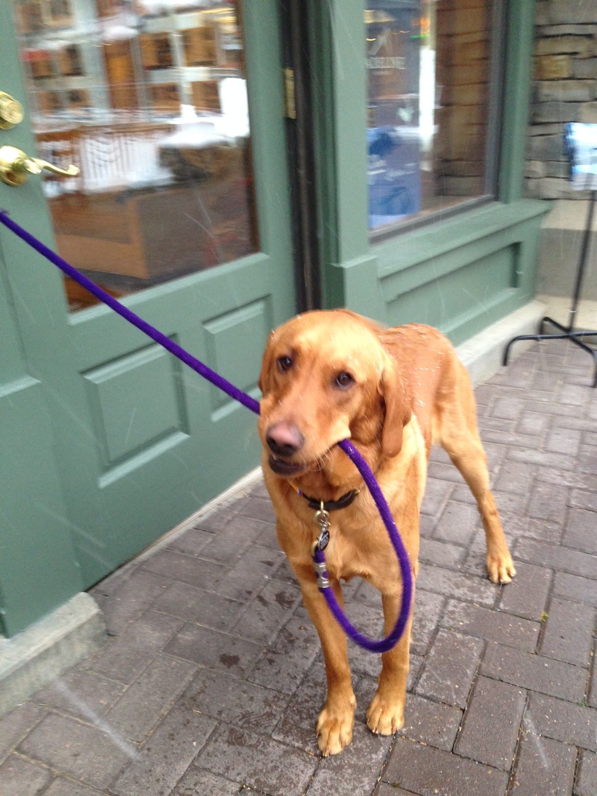 Redford ready for his walk