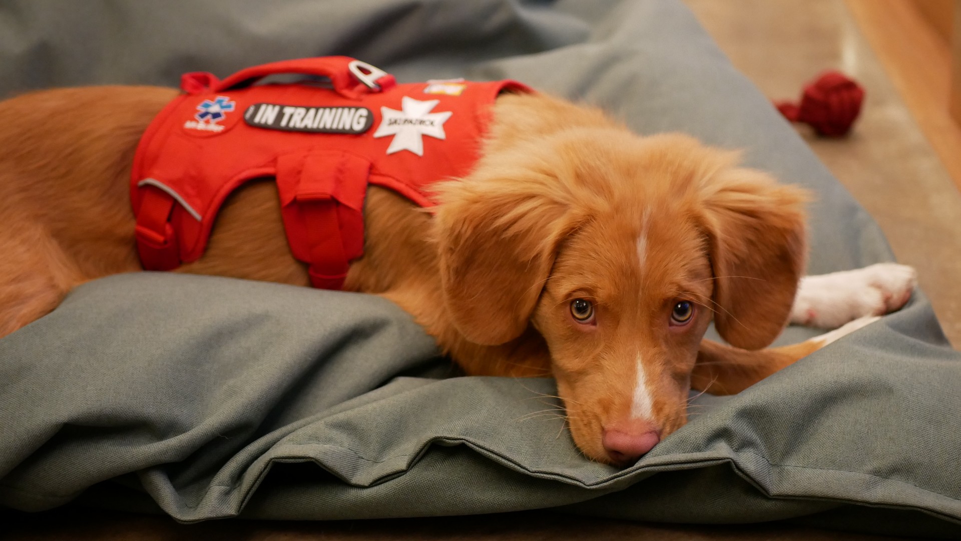 Therapy doggo