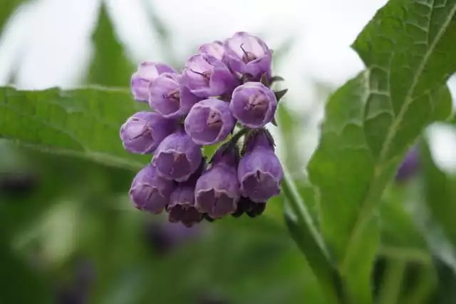 12 Best Herbs for Soap Making - Natural Soap Making Herbs comfrey herb in soap making