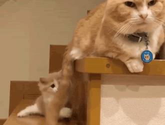 Creare Gif Animate Da Foto E Video Presenti Su Iphone O Ipad Softstore Sito Ufficiale