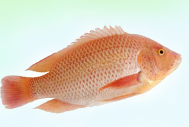 尼羅red Szxpyl