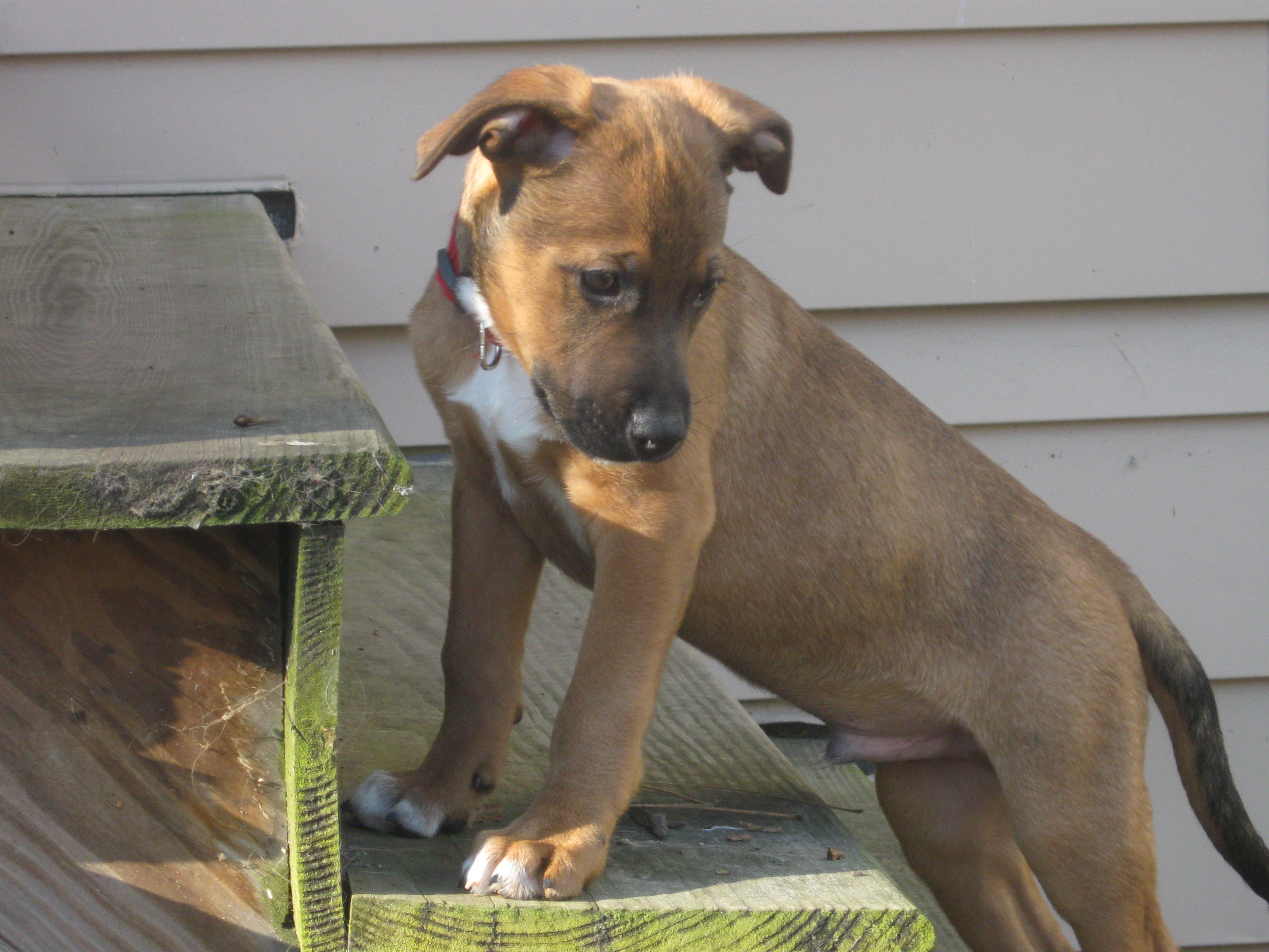 ian dunbar house training