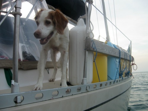boat dog potty