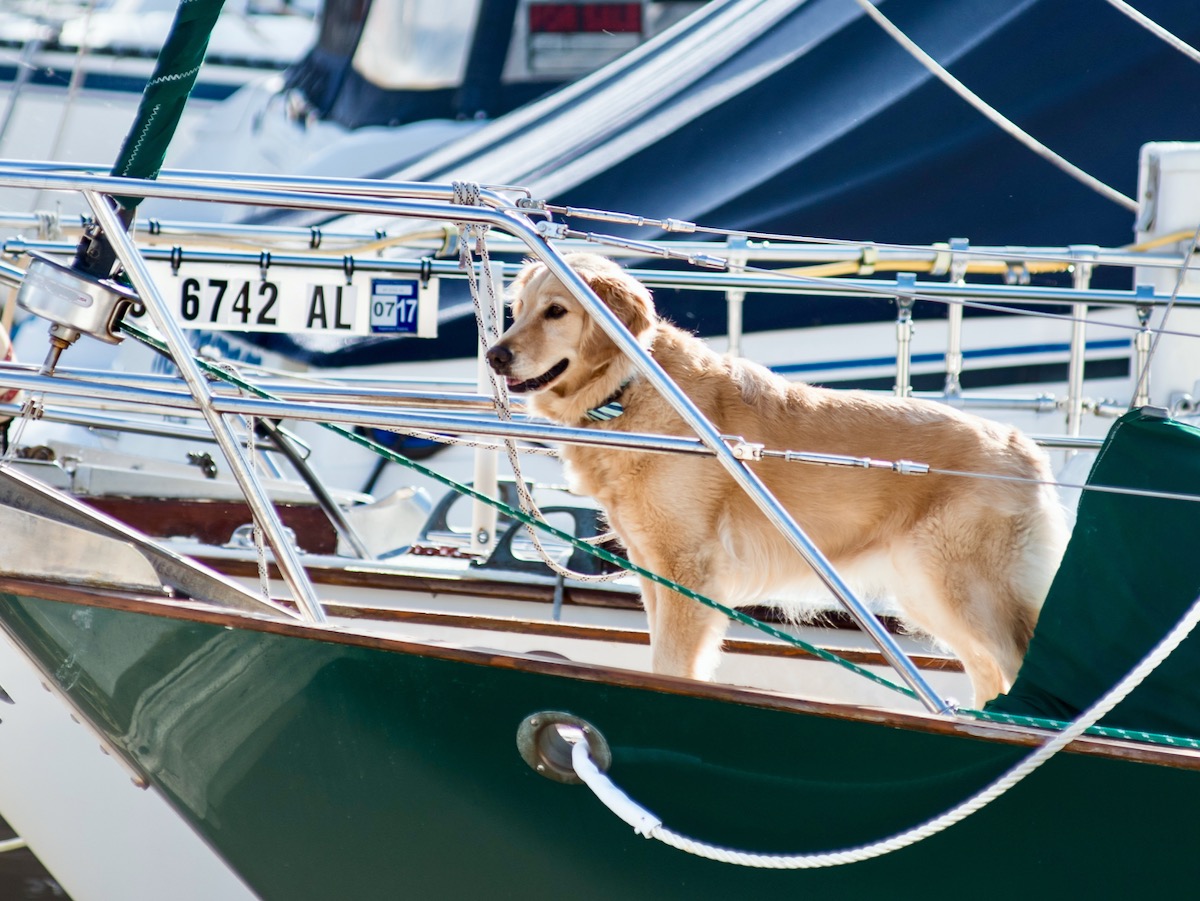 How To Keep Your Dog From Jumping Off The Boat