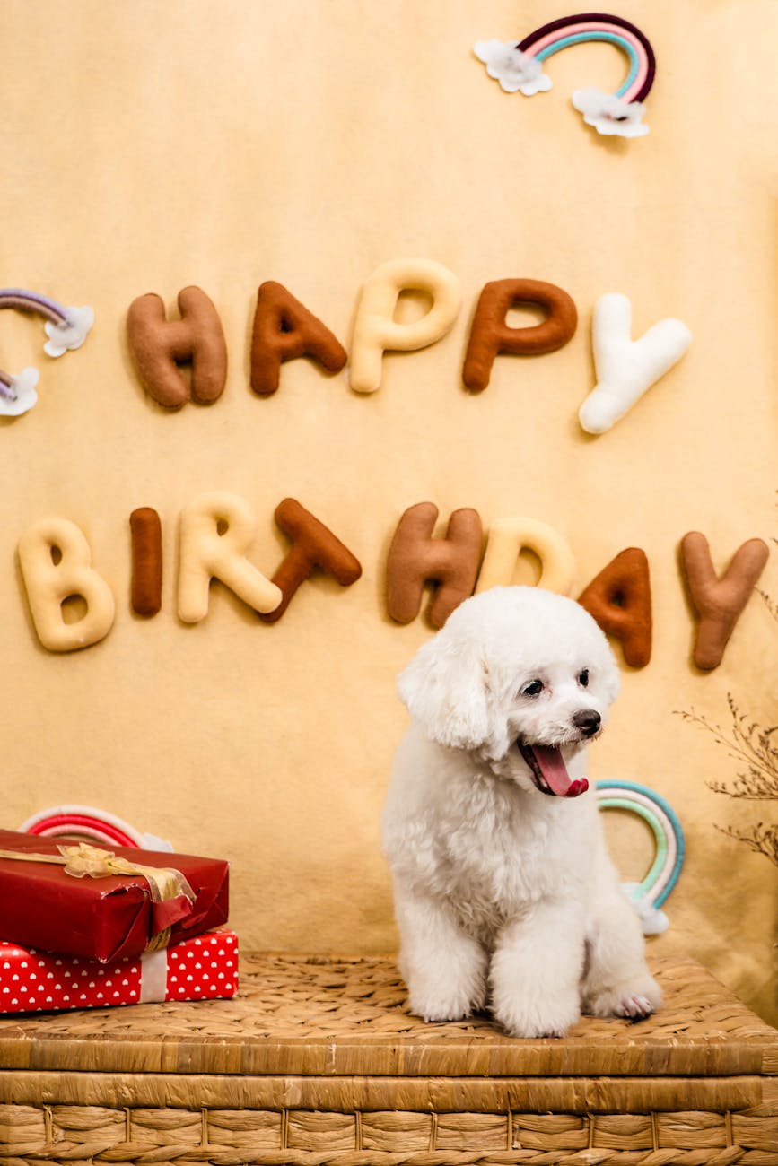 Birthday wishes for dog