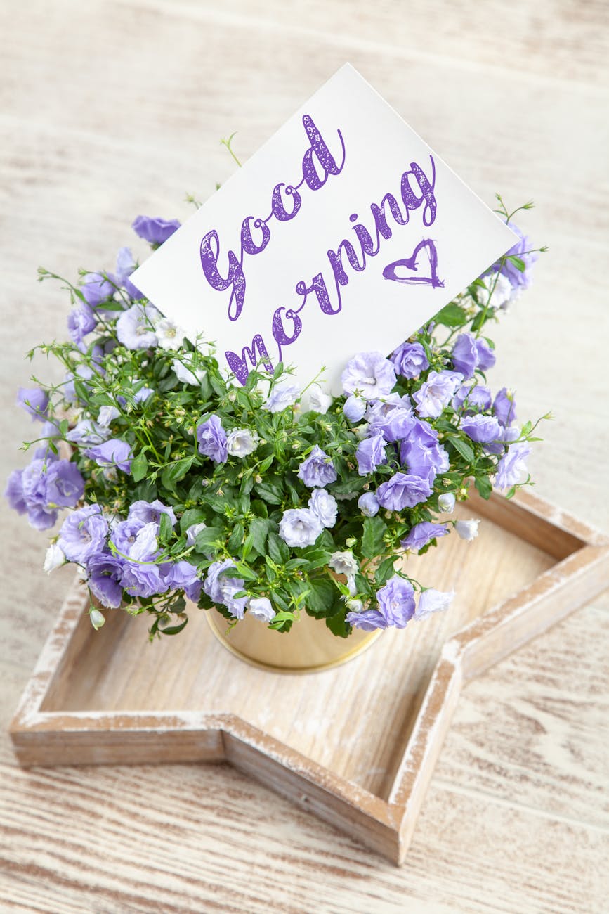 purple petaled flower