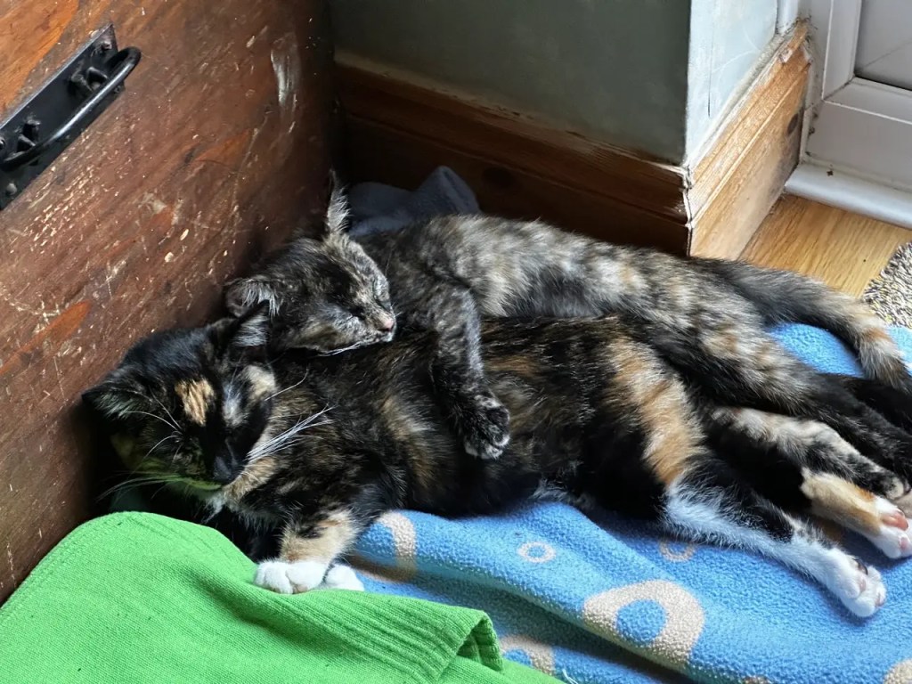Two kittens sleeping together, cuddled-up.