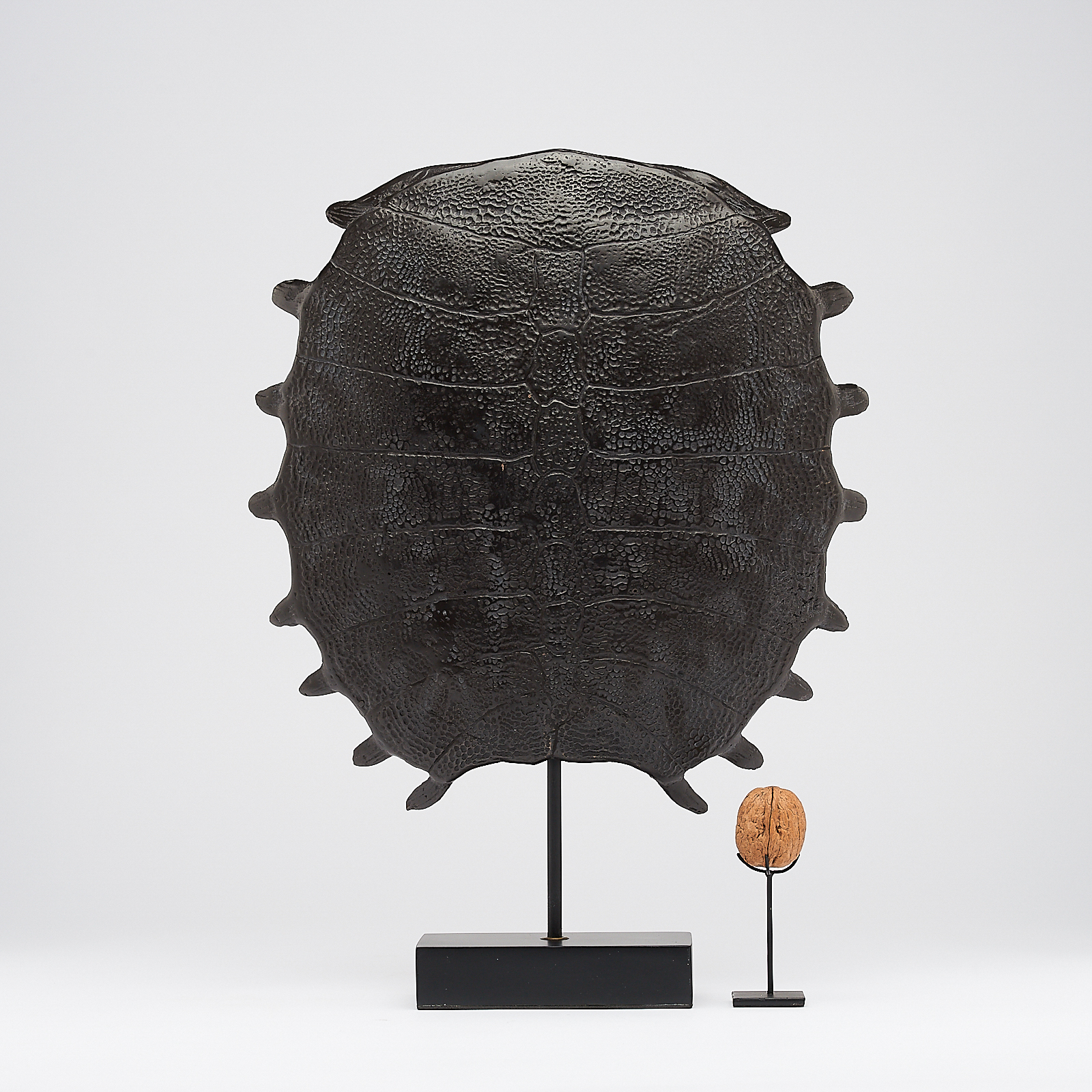 Large Bronze Turtle Shell - Eternity of Remarkable Species