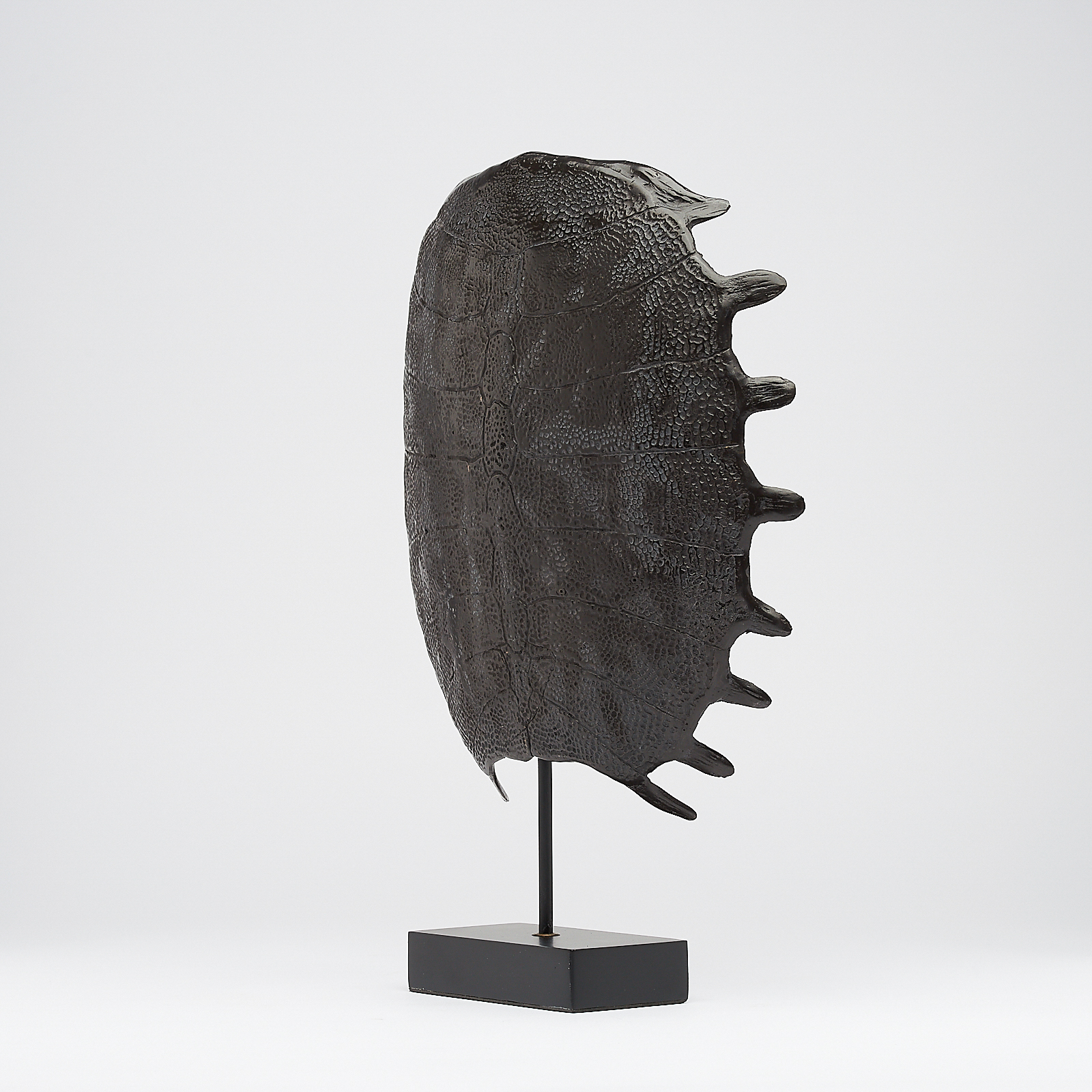 Large Bronze Turtle Shell - Eternity of Remarkable Species