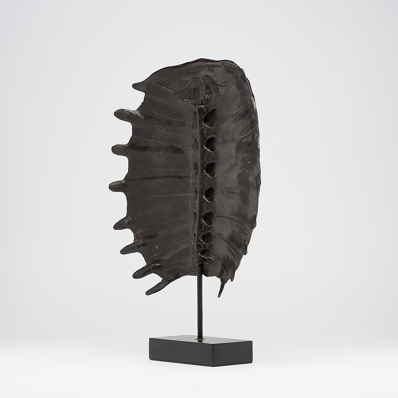 Large Bronze Turtle Shell - Eternity of Remarkable Species
