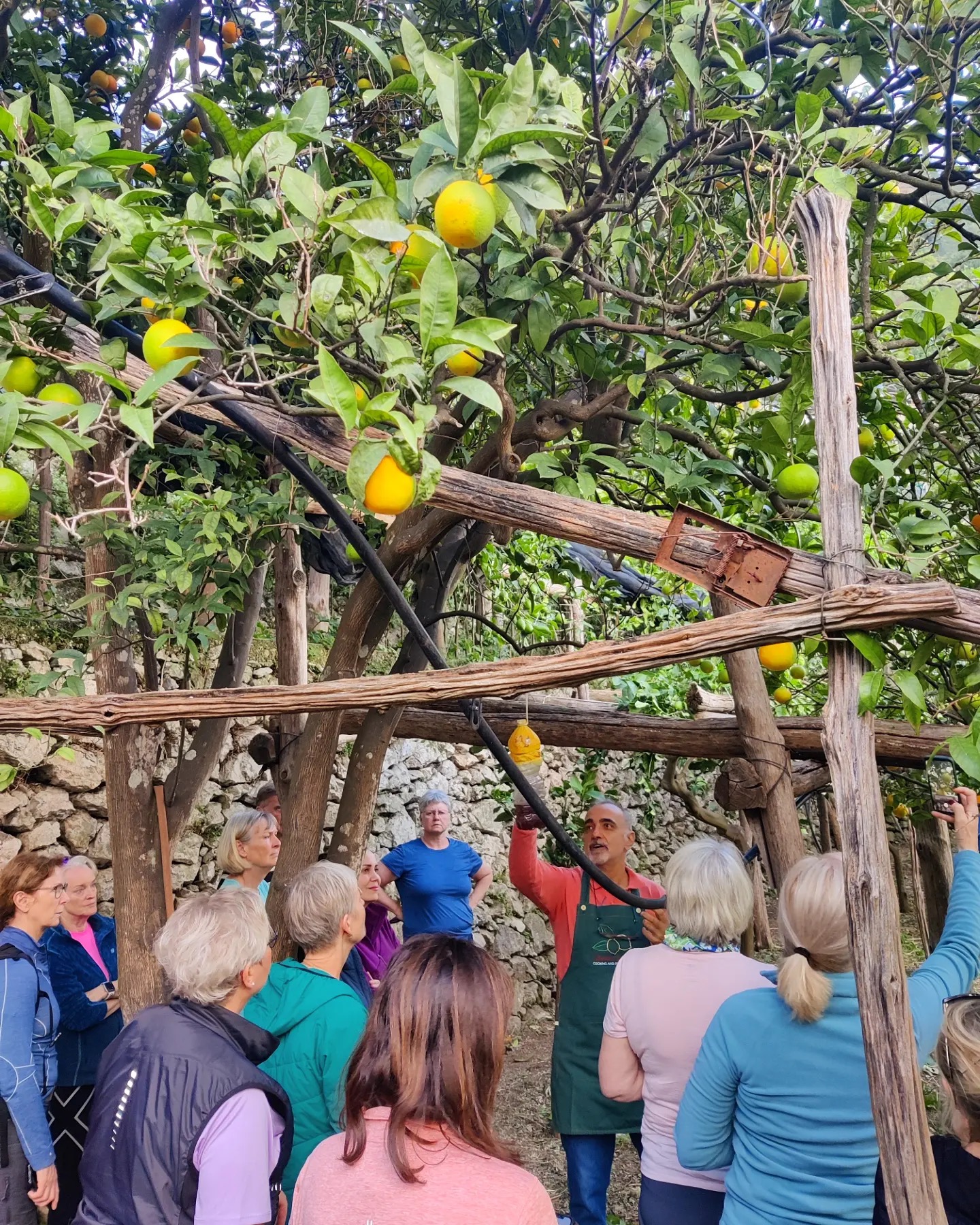 Il nostro ospitante mostra agli ospiti gli acari predatori naturali che proteggono i limoni