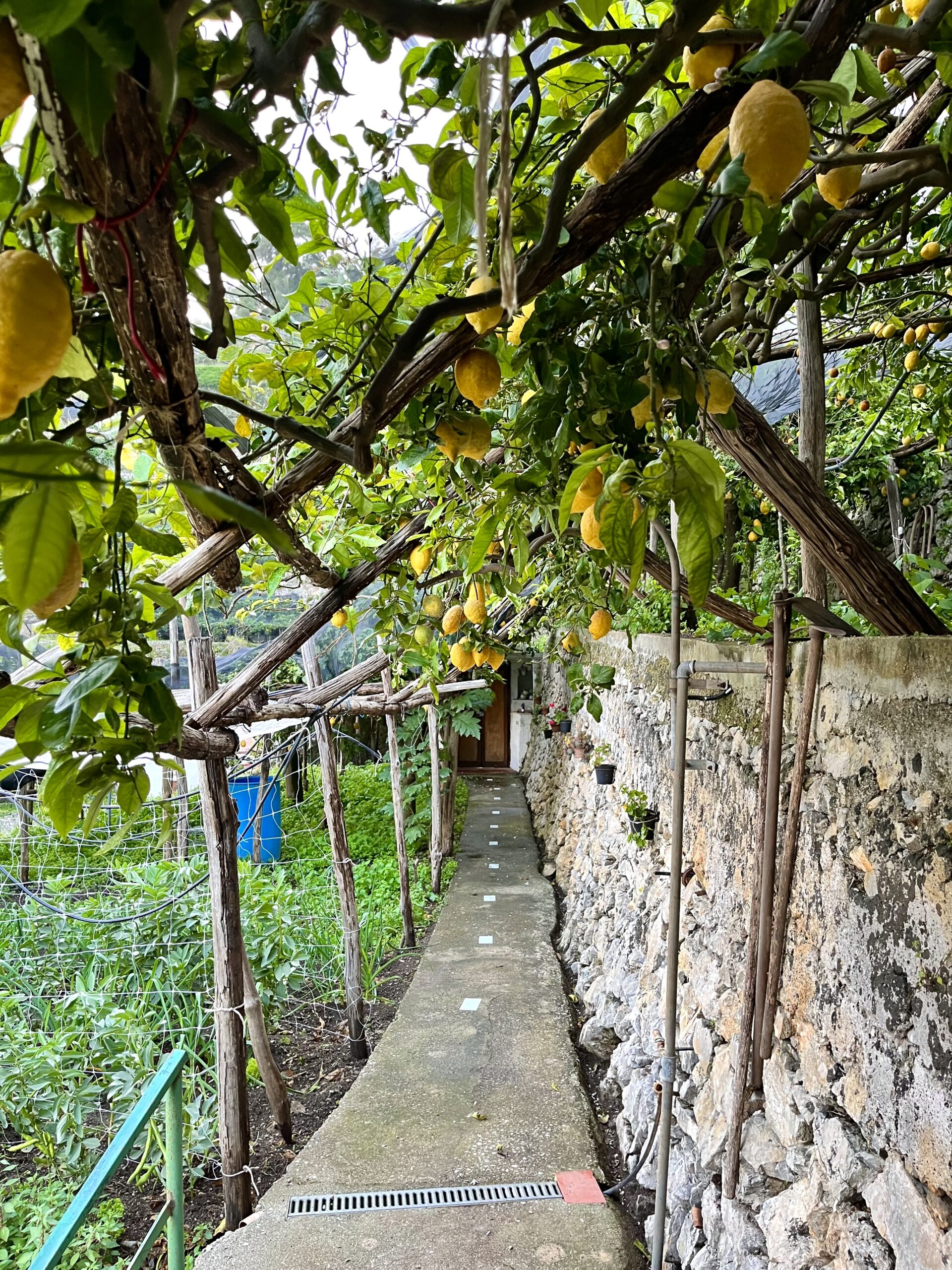 Un sentiero sotto la pergola dei limoni, attraverso il limoneto certificato IGP
