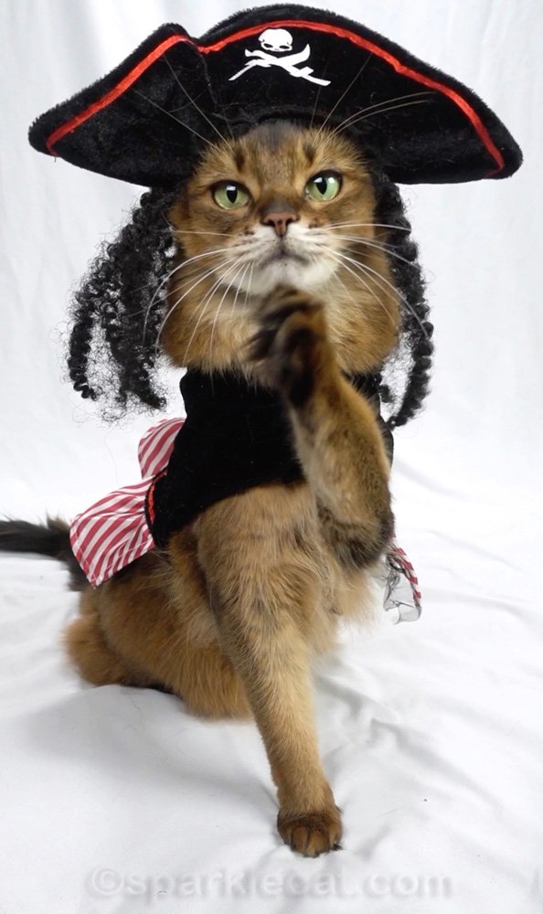 The history of my very first pirate cat costume, on video