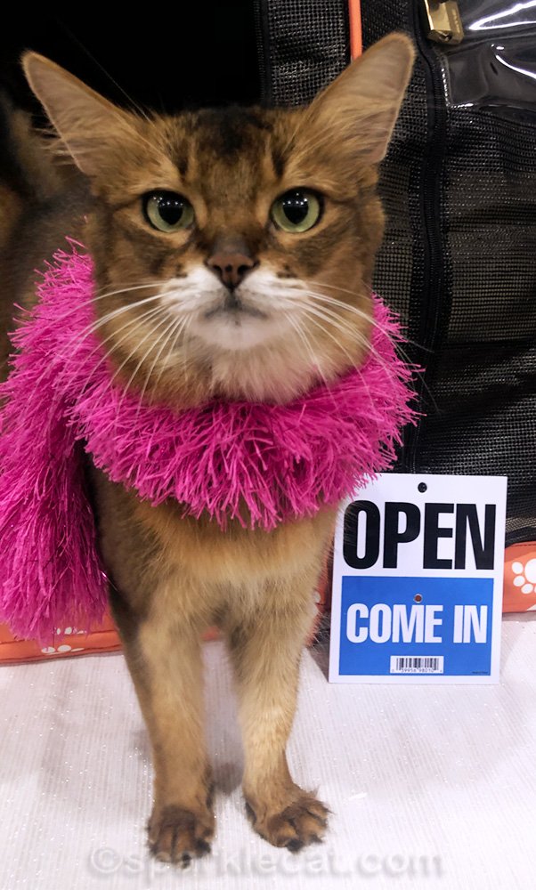 My cat show day in ontario (california)