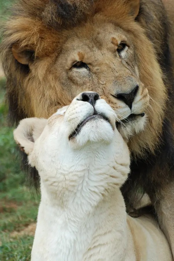 2:1 Twin Flame Light Code Activation Bundle- Leo Full Moon