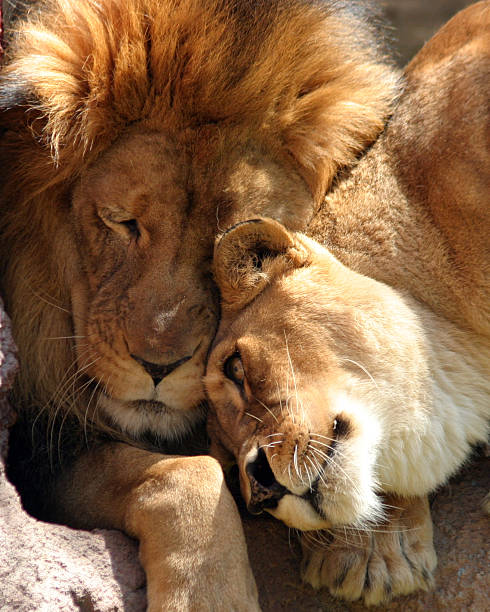 2:1 Twin Flame Heart Chakra Healing Package — Leo Full Moon