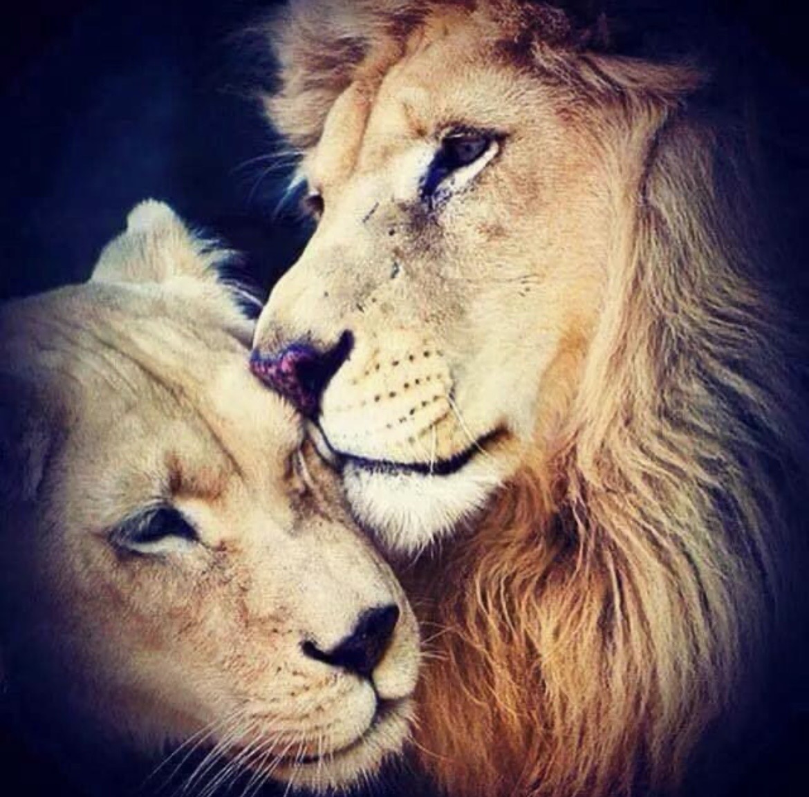 10:7 Twin Flame Royal Solar Codes Of Regulus Activation