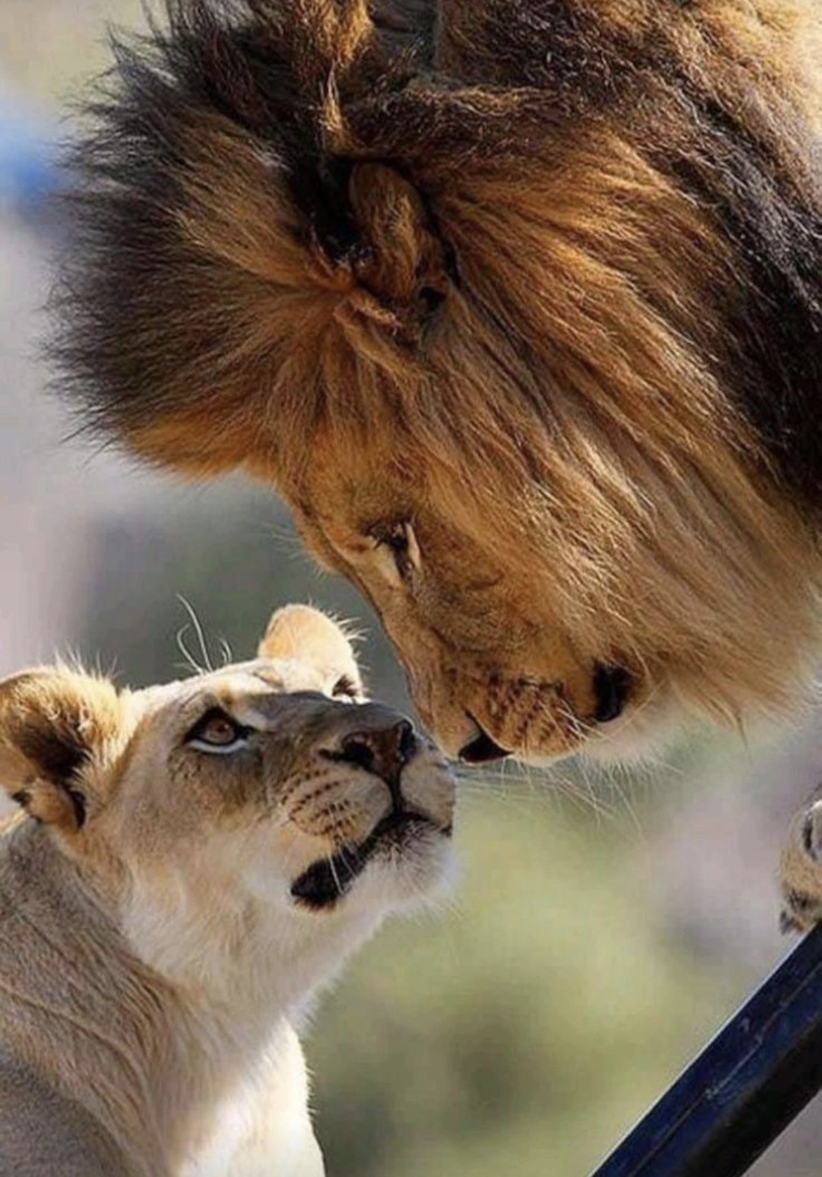 10:7 Twin Flame Healing the Royal Inner Child