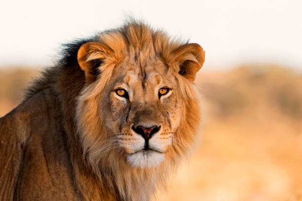 10:7 The Lion’s Frequency Healing