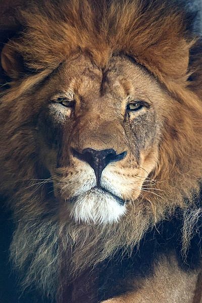 10:7 Heart Of The Lion Activation