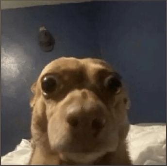 Pending Runs Prodik Speedrun