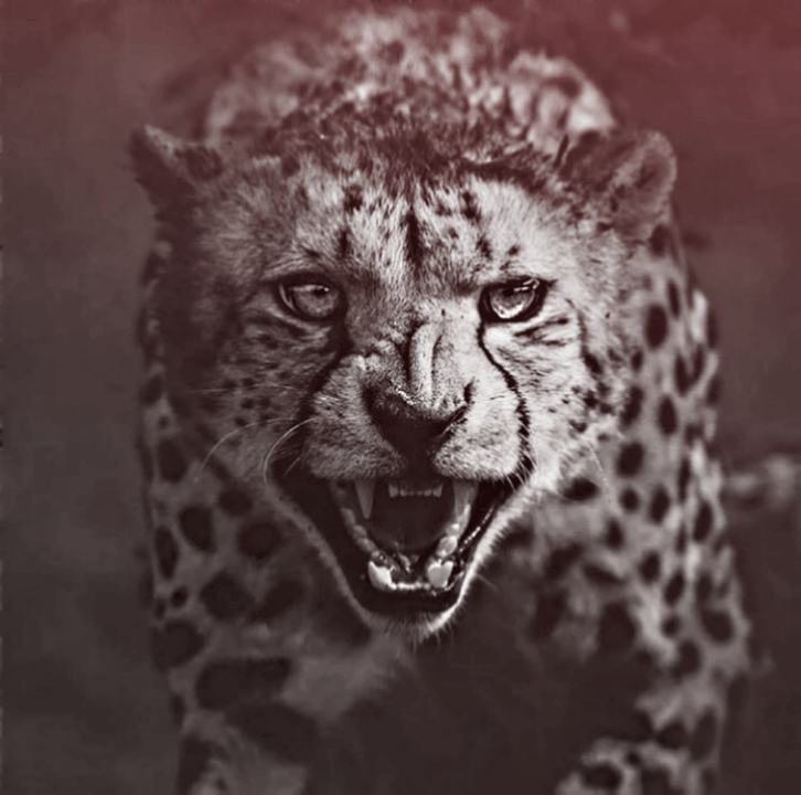 Pending Runs Hedran Speedrun