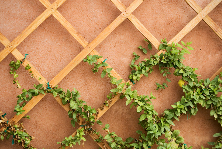 trellis panel against wall with vines growing around it.