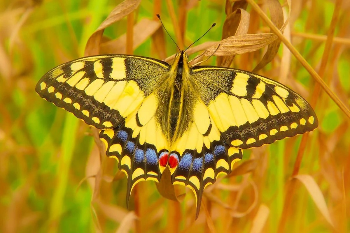 Yellow butterfly spiritual meanings ( flying around you!)