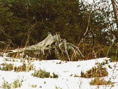 Splinter Cat Oregon S Strangest Cryptid - Best Landscape Arts in Full HD