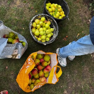Ely Rotary Apple Picking