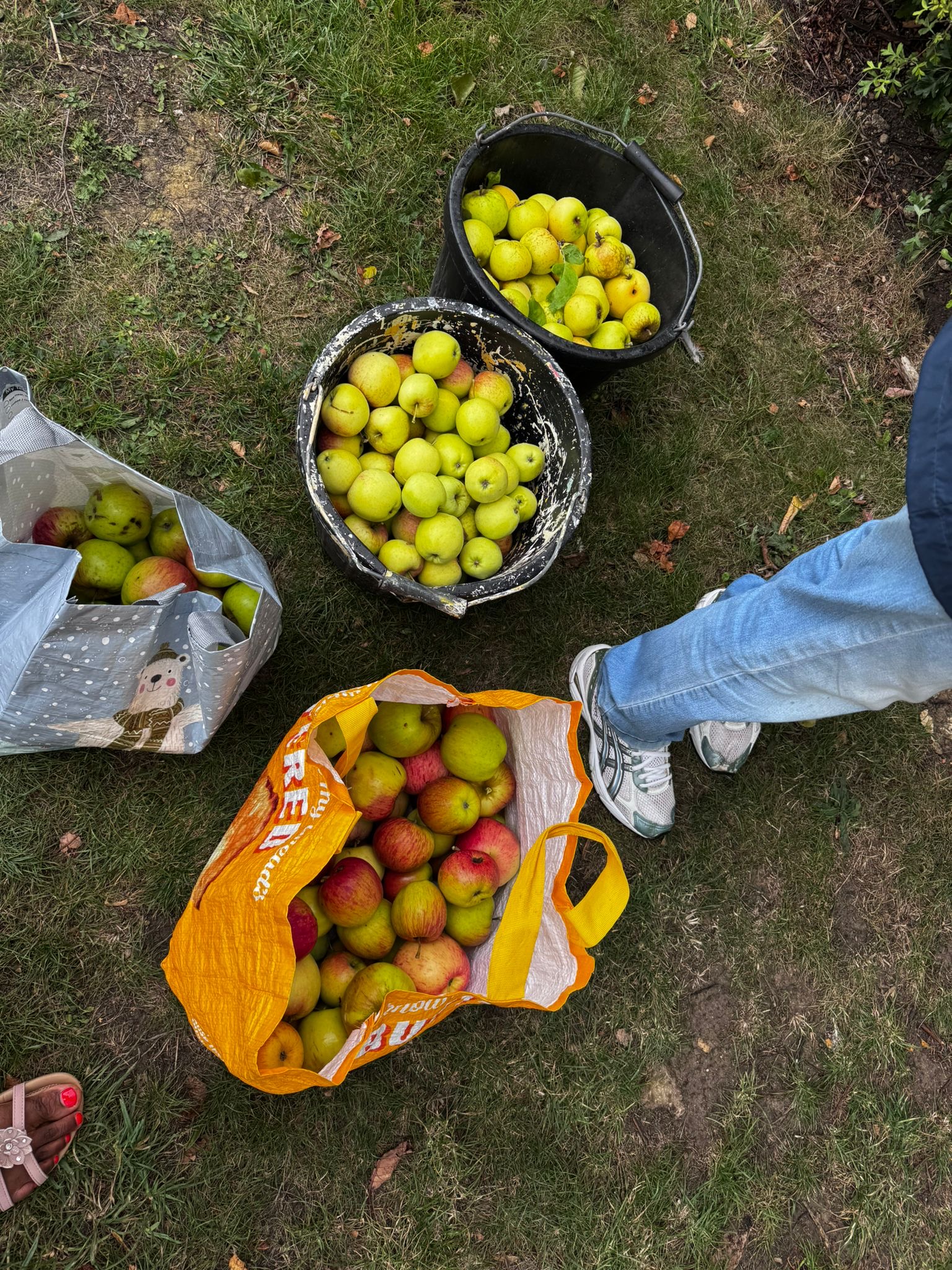 Ely Rotary Apple Picking