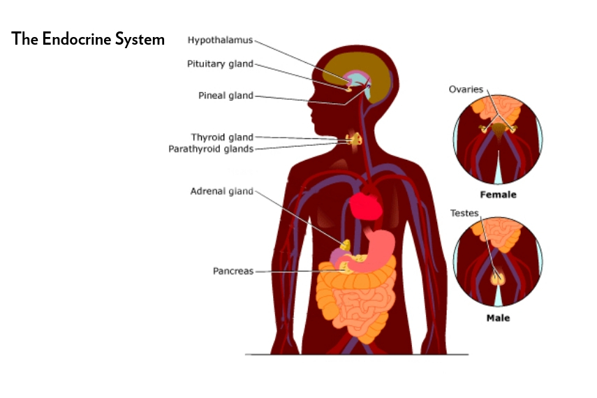 Melatonin is produced according to the amount of . The Endocrine System The Harms Of Endocrine Disruptors Sprout Sf