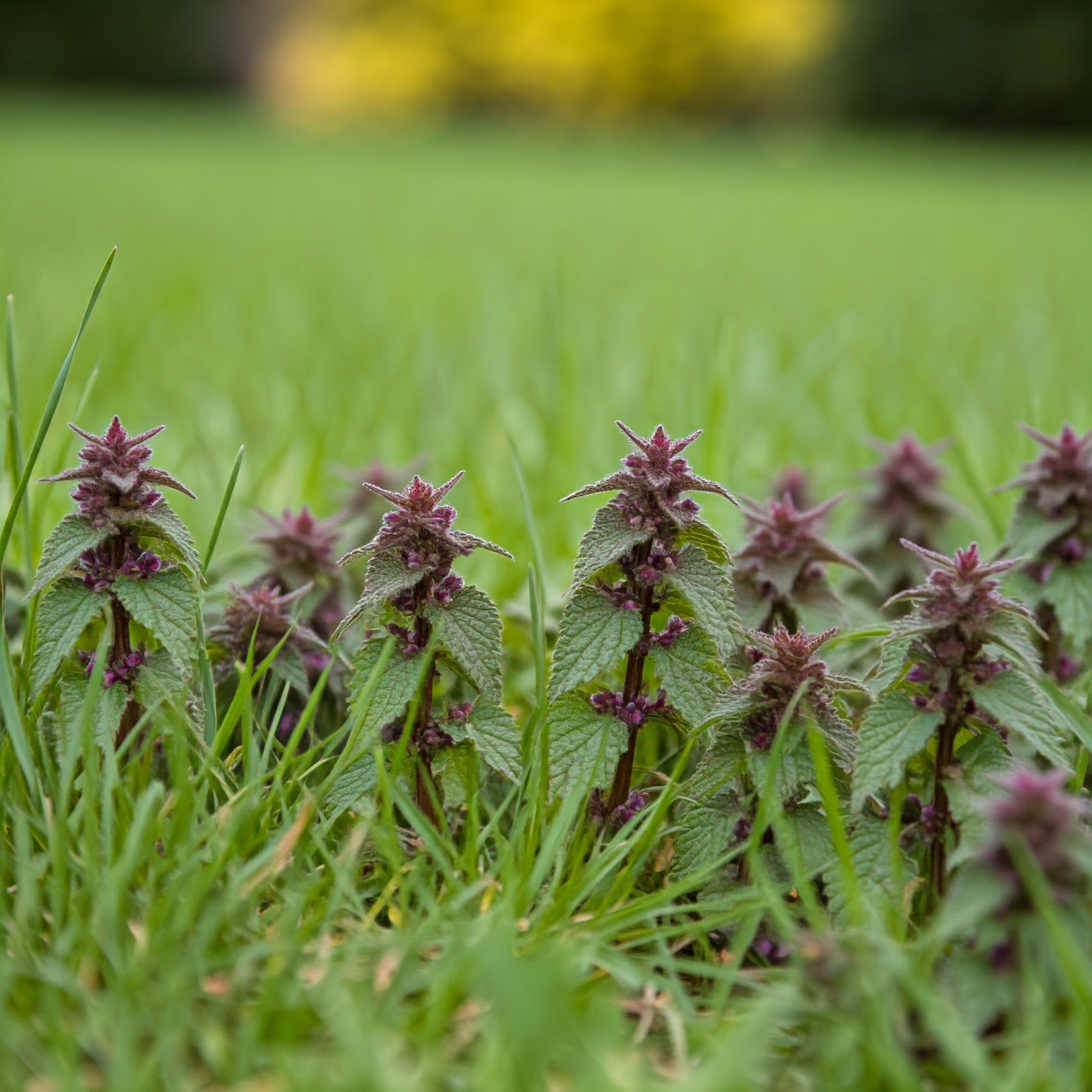 How to Get Rid of Purple Deadnettle