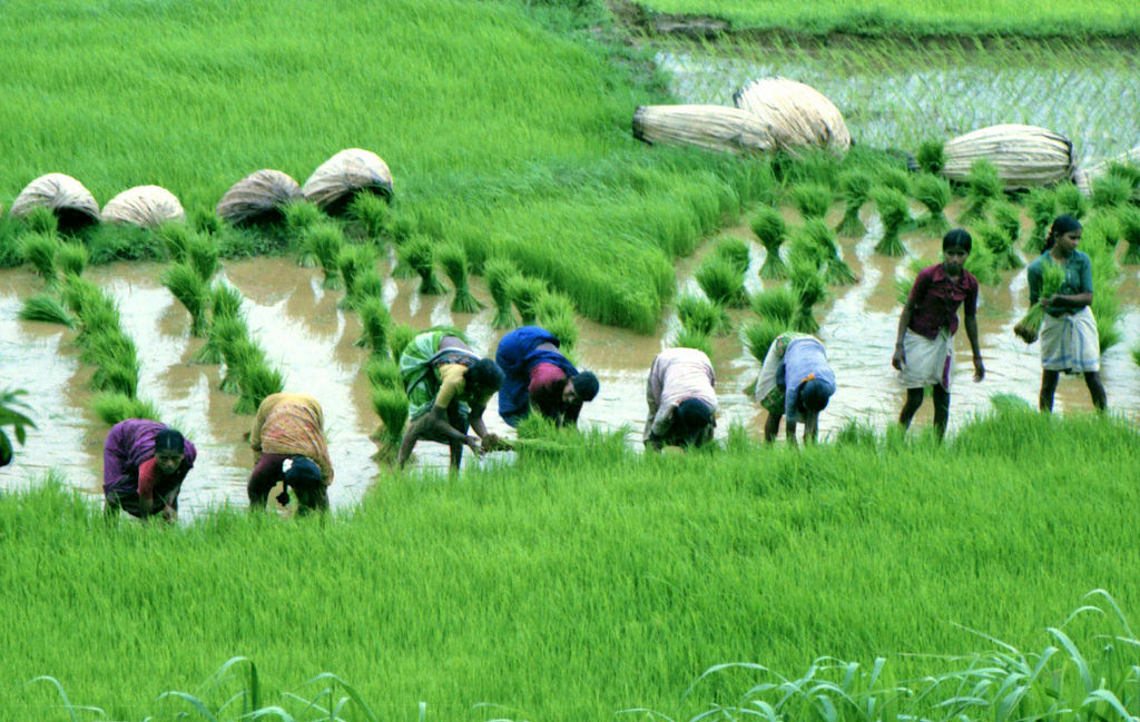 Famer’s Guide: Drip Irrigation Can Reduce The Vast Footprint Of Rice Cultivation