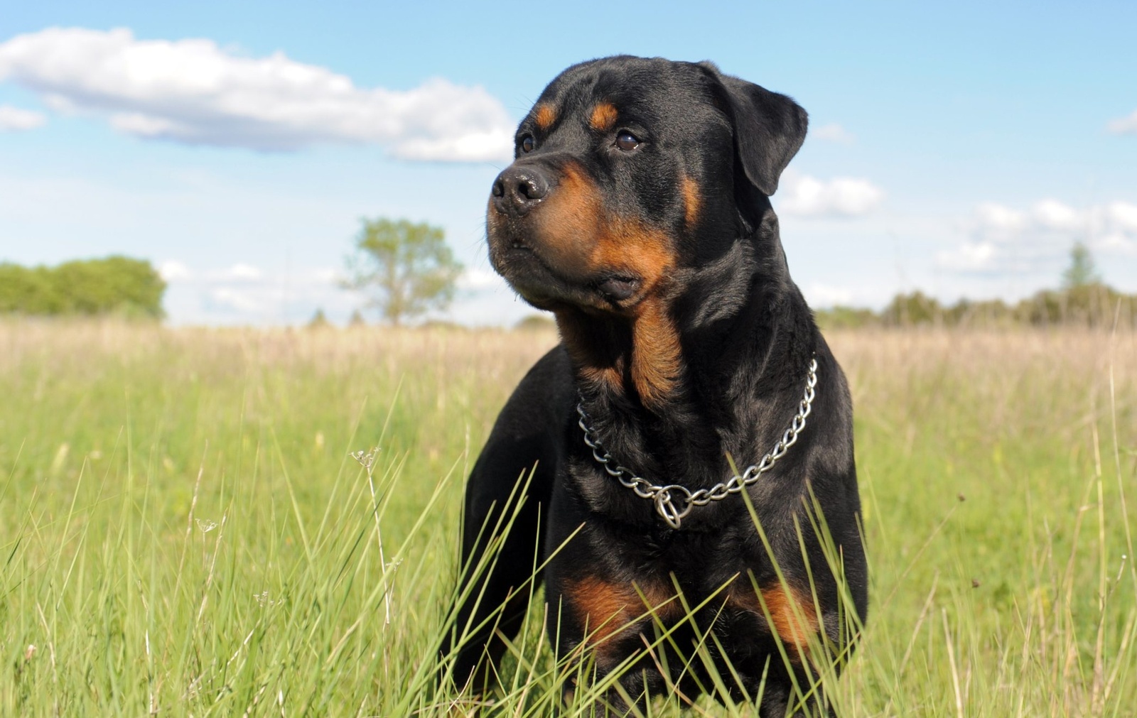 خلفيات كلب روت وايلر لسطح المكتب مجانا. صور كلاب روتويلر